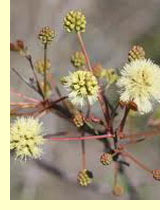 Гуаджилло (Acacia berlandieri) Гуаджилло (Acacia berlandieri)
